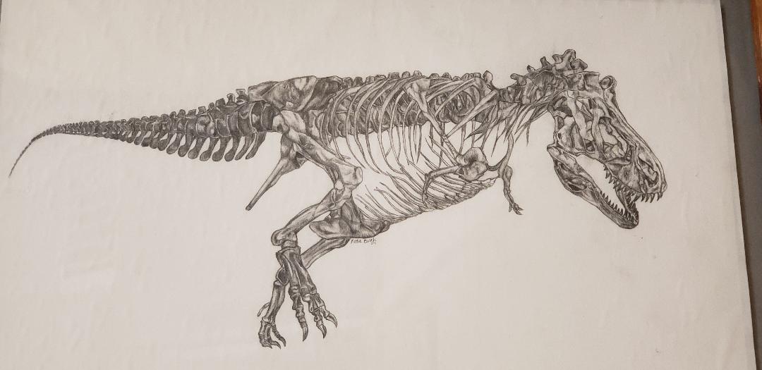 Tyrannosaurus rex drawing