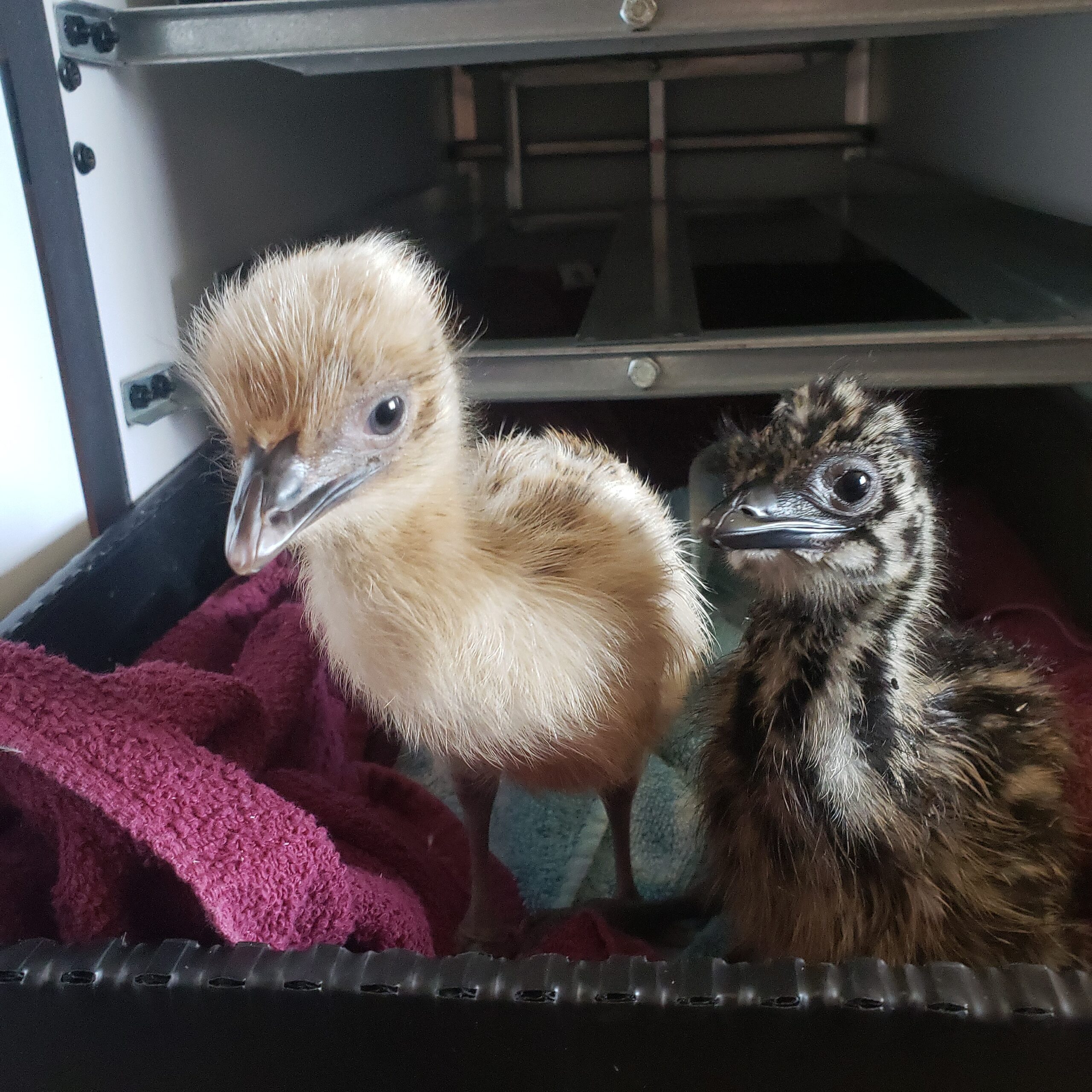 baby emus